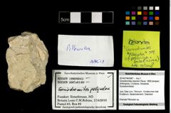 Foto (Objekt + Etikett) von Goniodromites polyodon (Reuss, 1858)  (NHMW-GEO-2014-0194-0967)